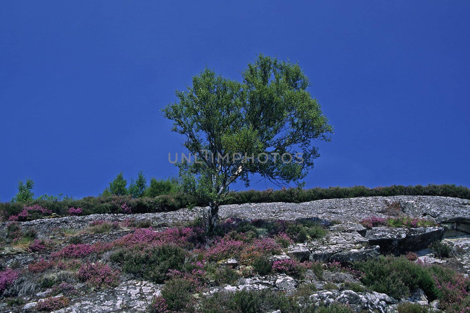 Birch at Loch Laggon,mountainside