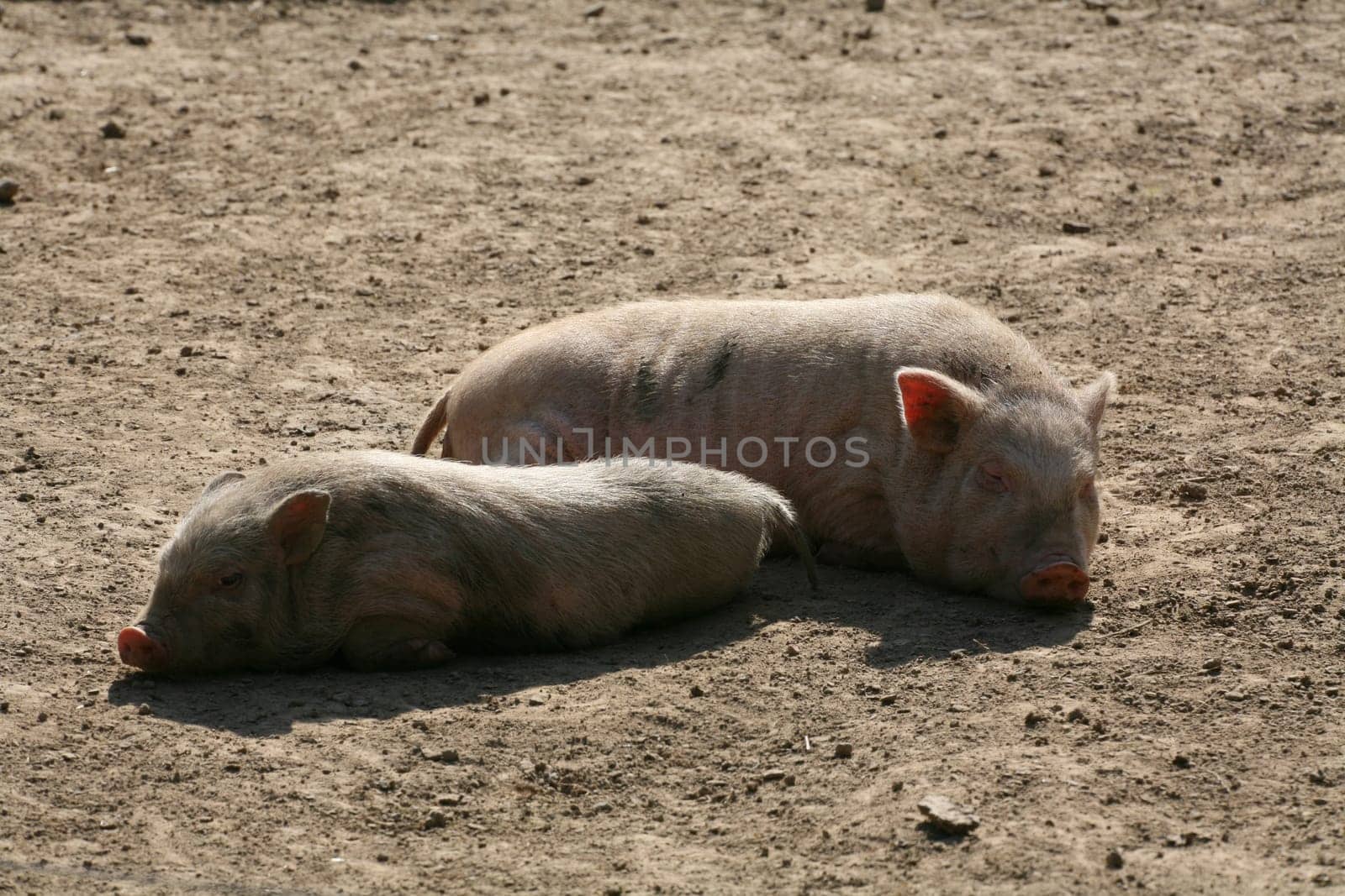 Happy pigs in frailand husbandry
