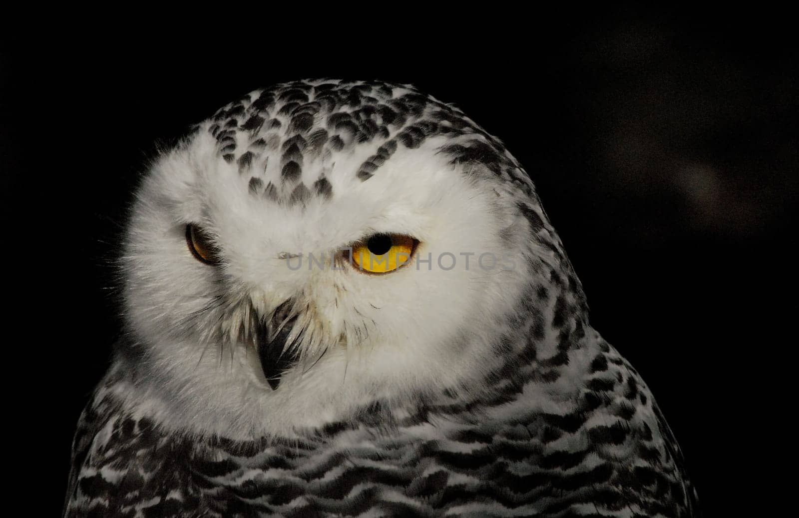 Under observation