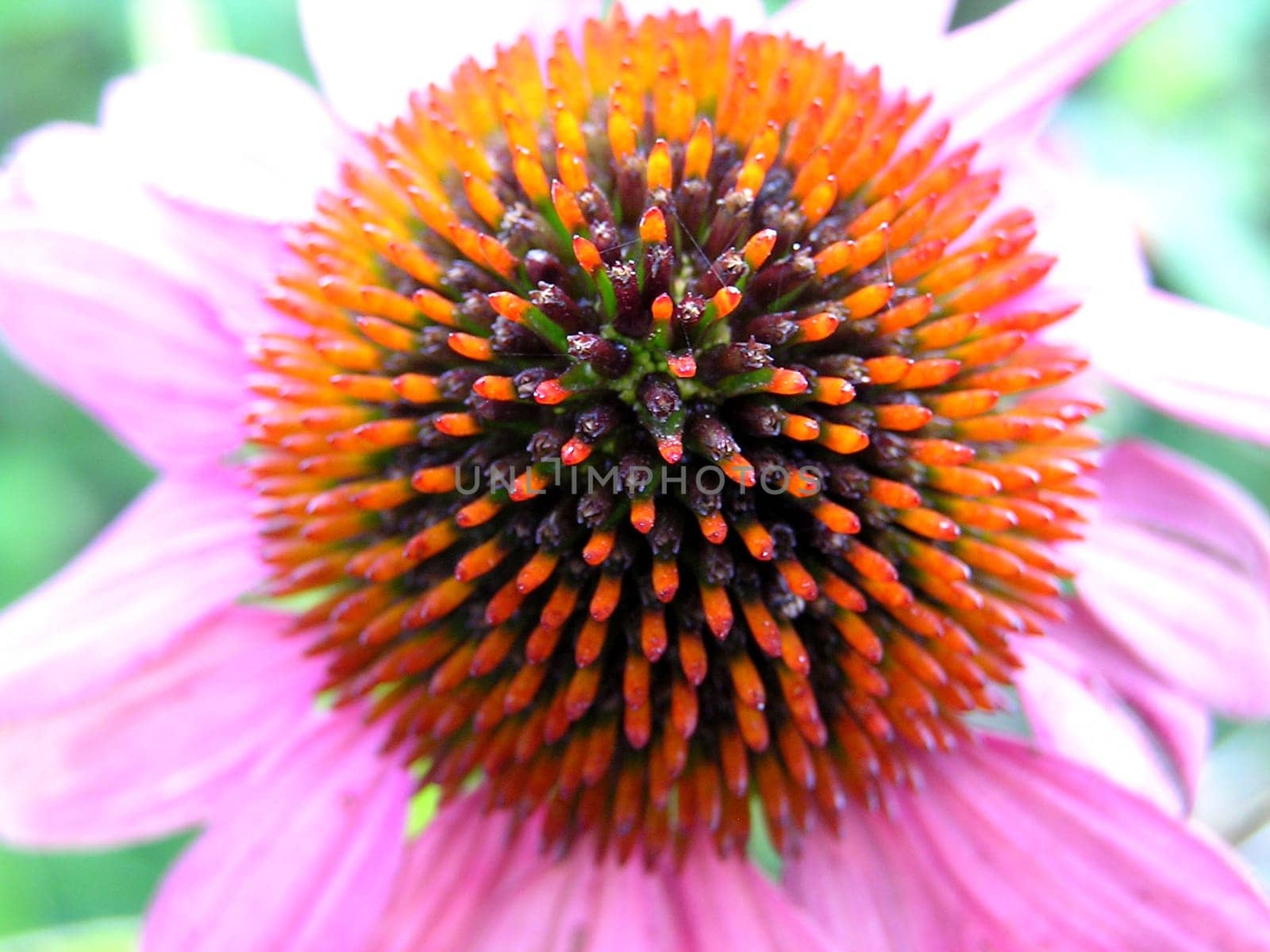 The head of the hedgehog