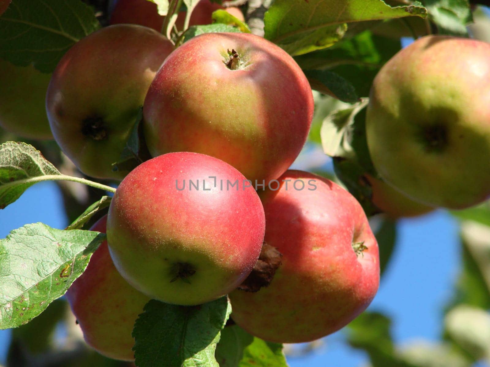 red apples