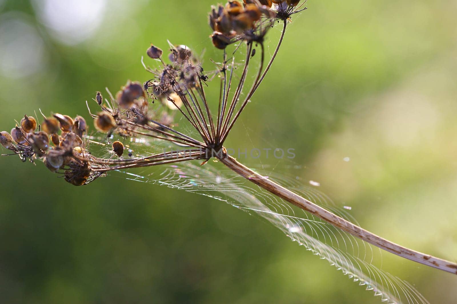 filigree