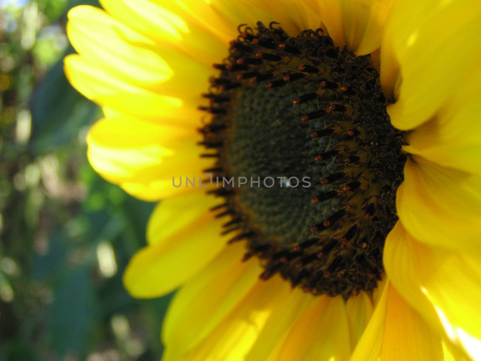 Sunflower Macro