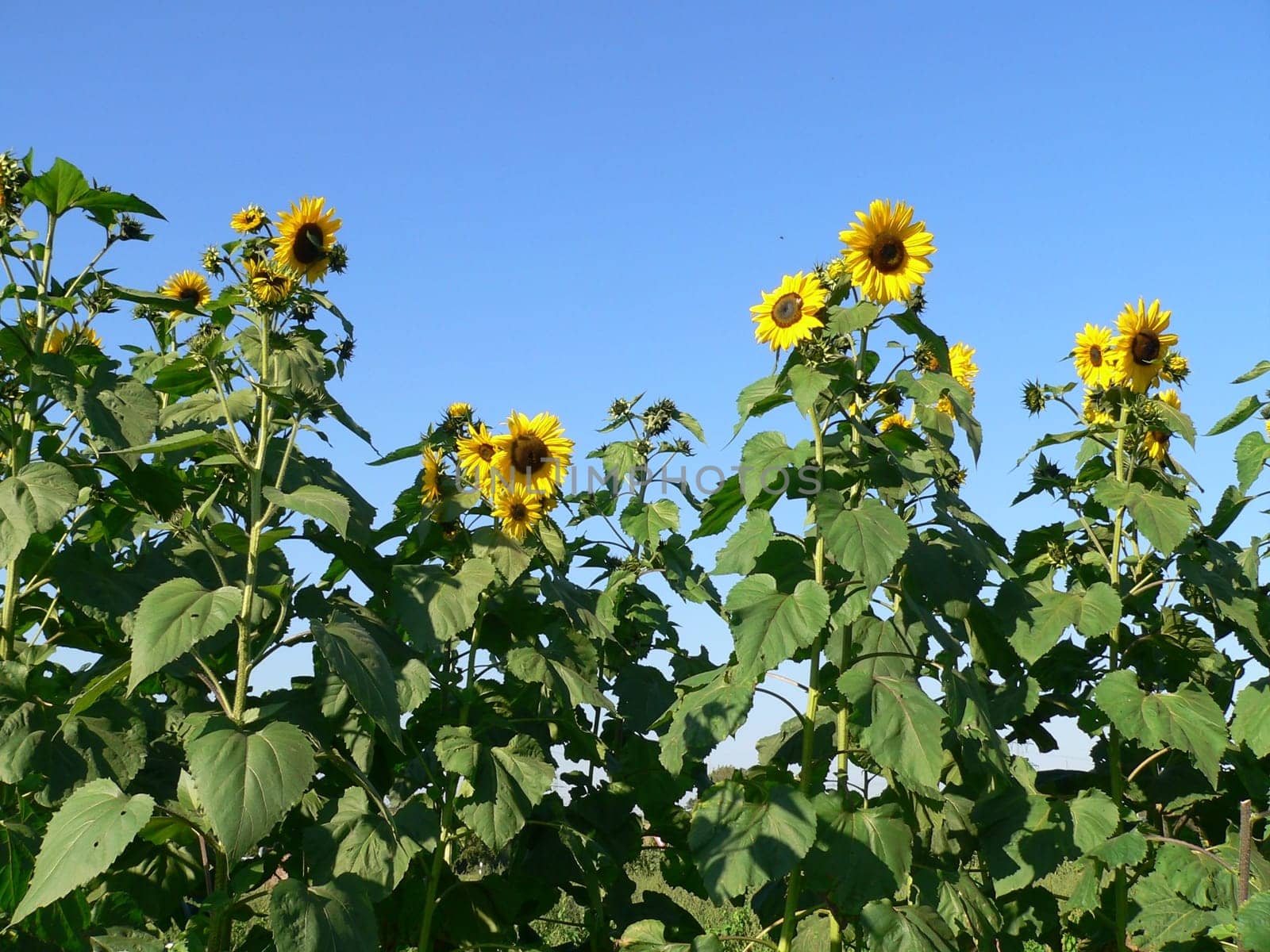 Sunflower field