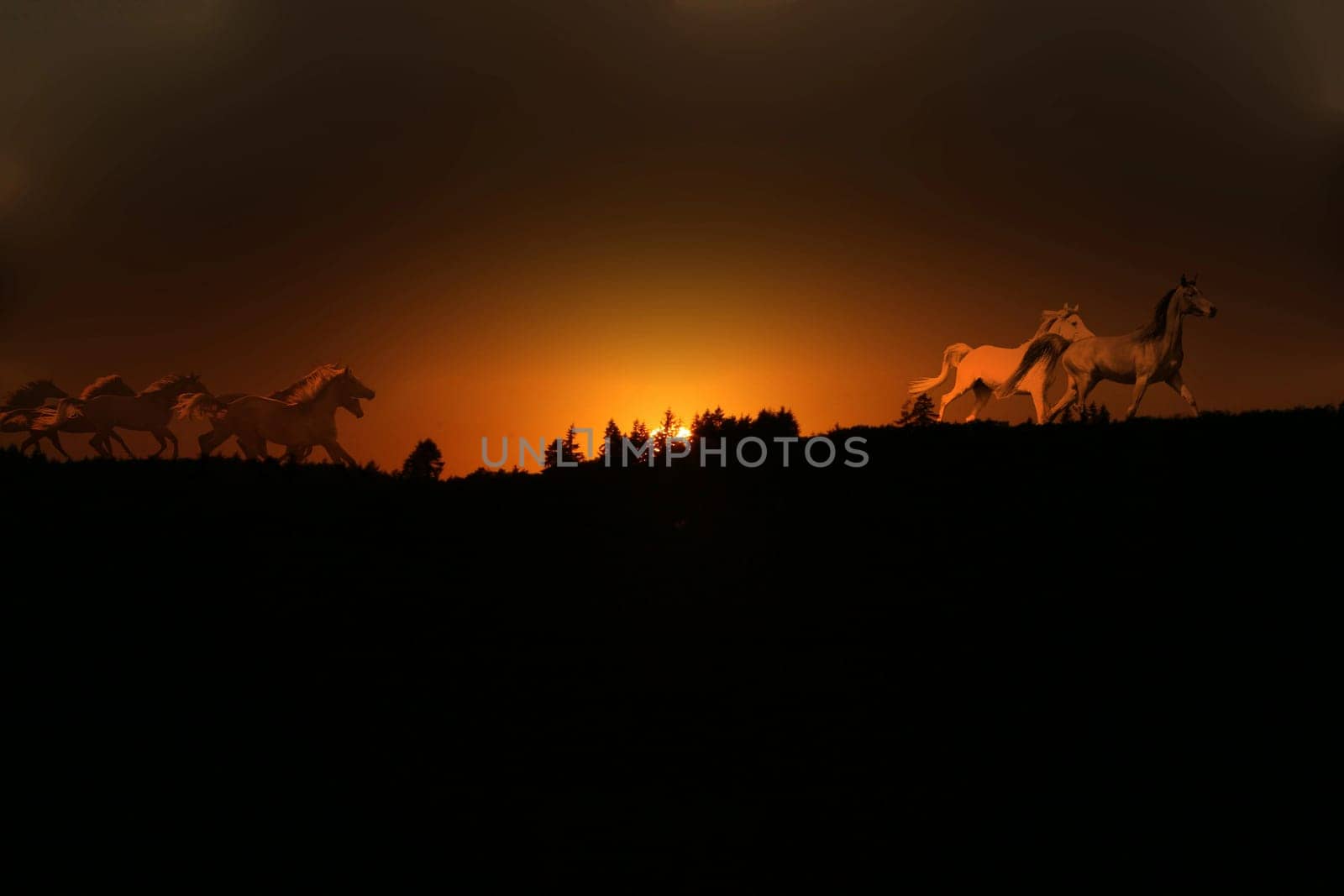 Herd of horses at sunset