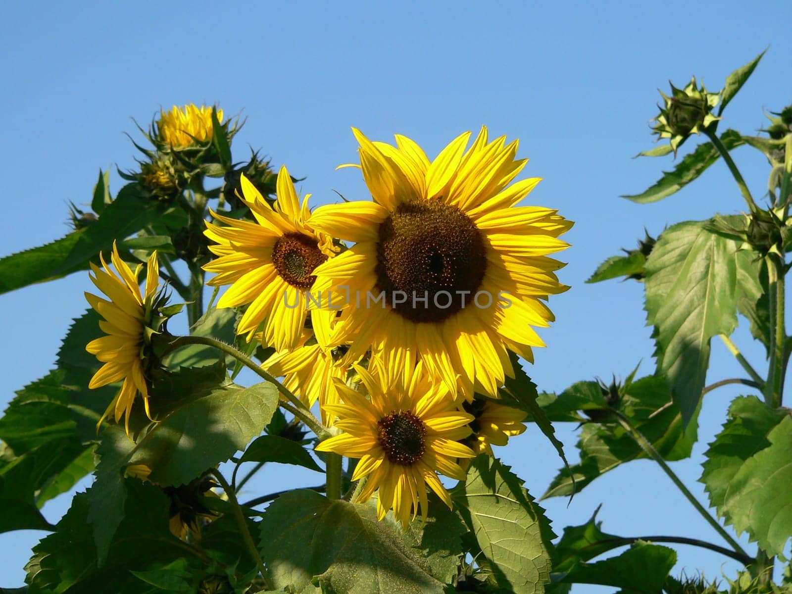 Sunbathe