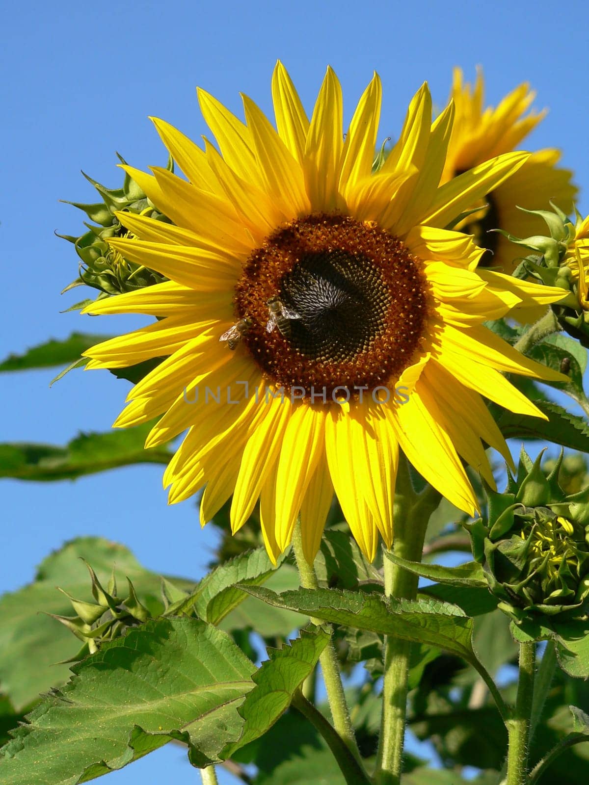 Landing place for bees