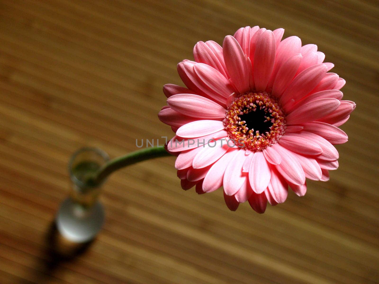 Gerbera