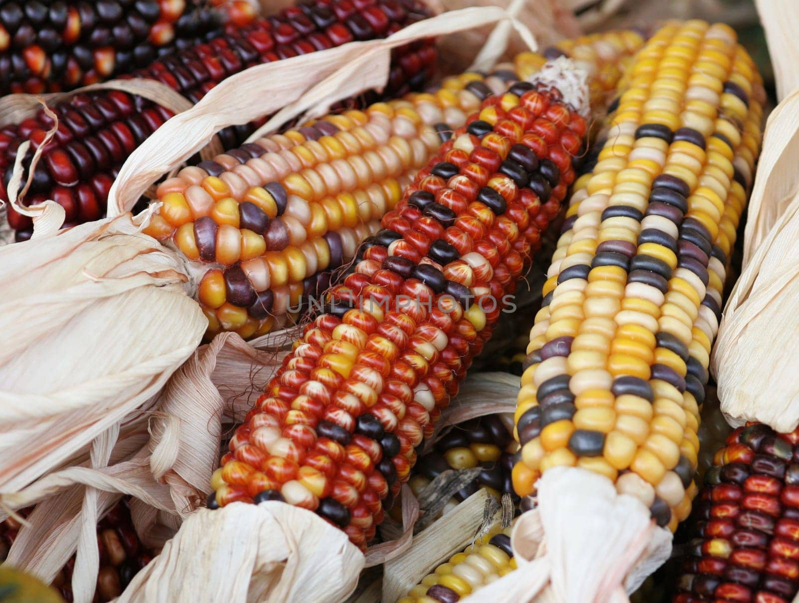 colorful corn on the cob