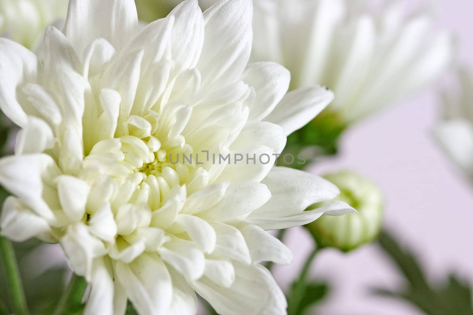 Chrtysanthemums