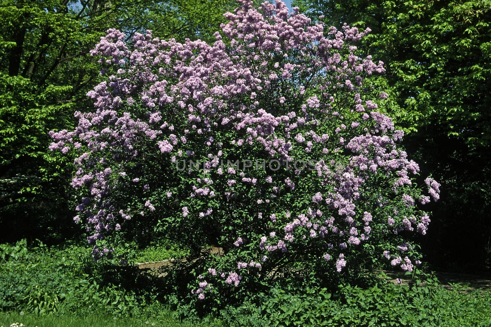 Syringa vulgaris,Lilac,Tree
