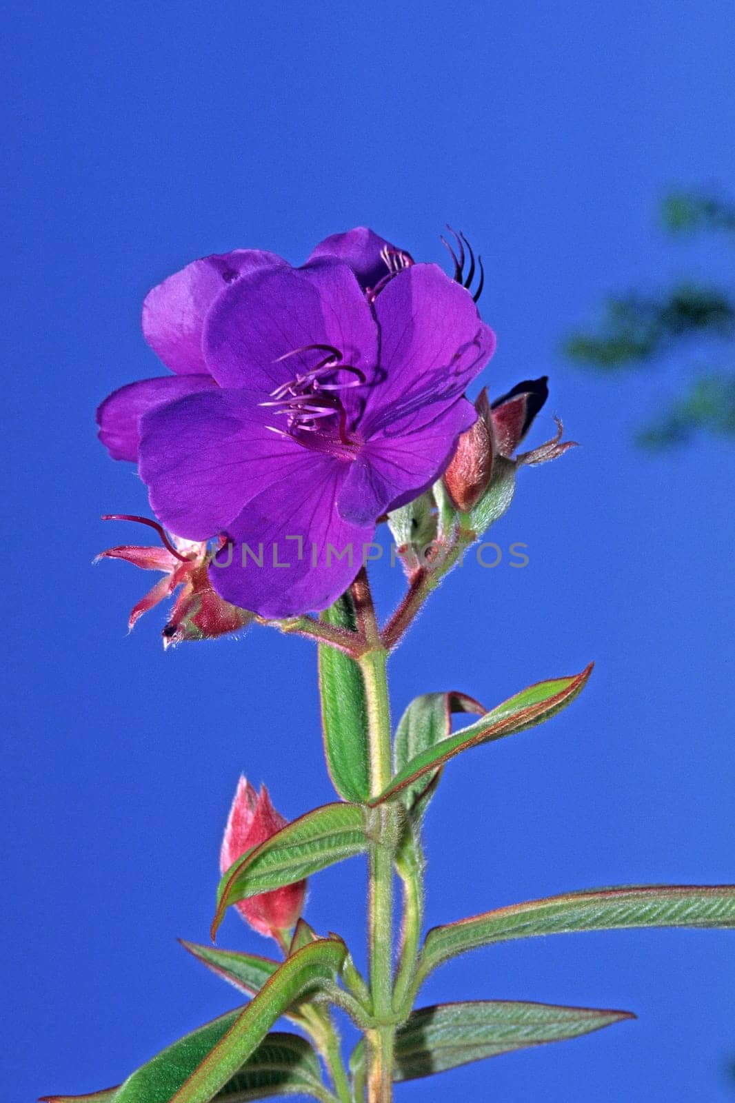 Tibouchina urvilleana,Tibouchine (violet tree)