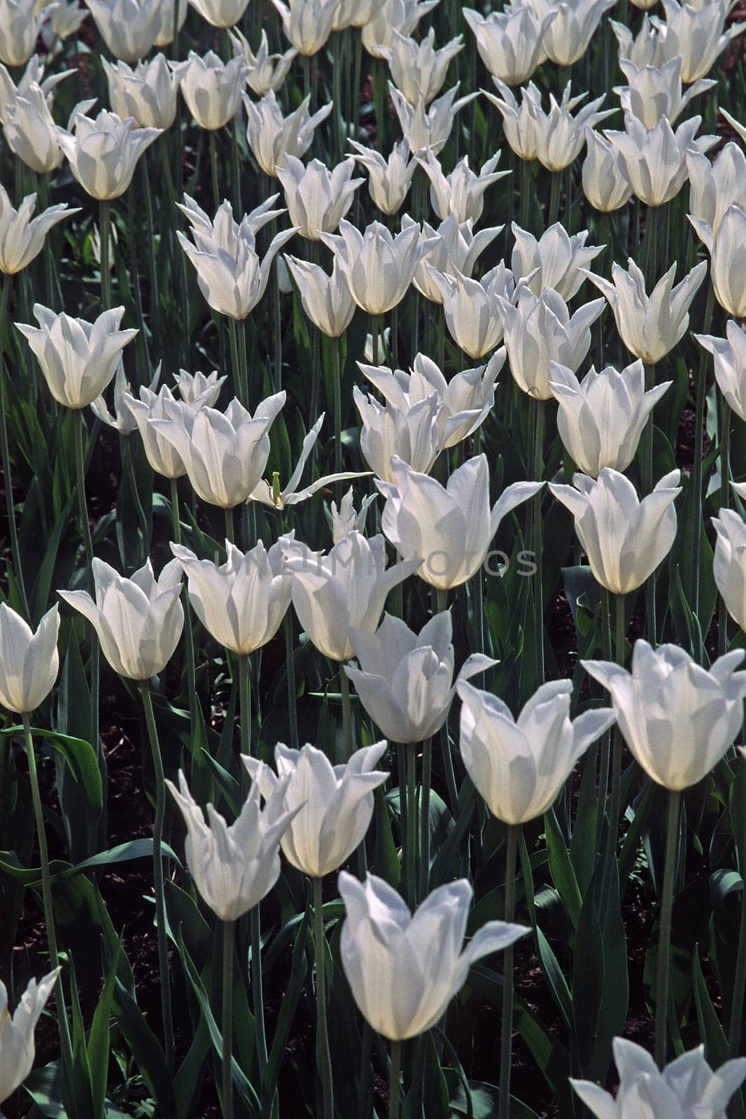 Tulipa,White tulips in the light
