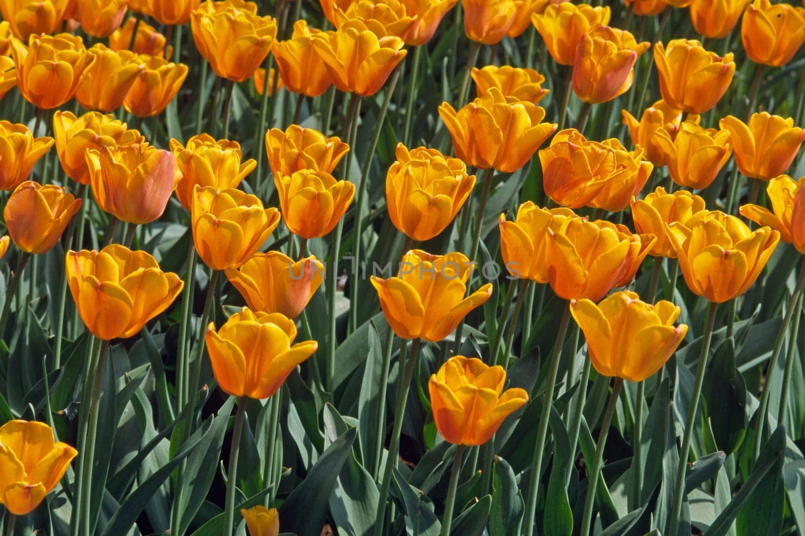 Tulipa,variety No. 50,Triumph tulip