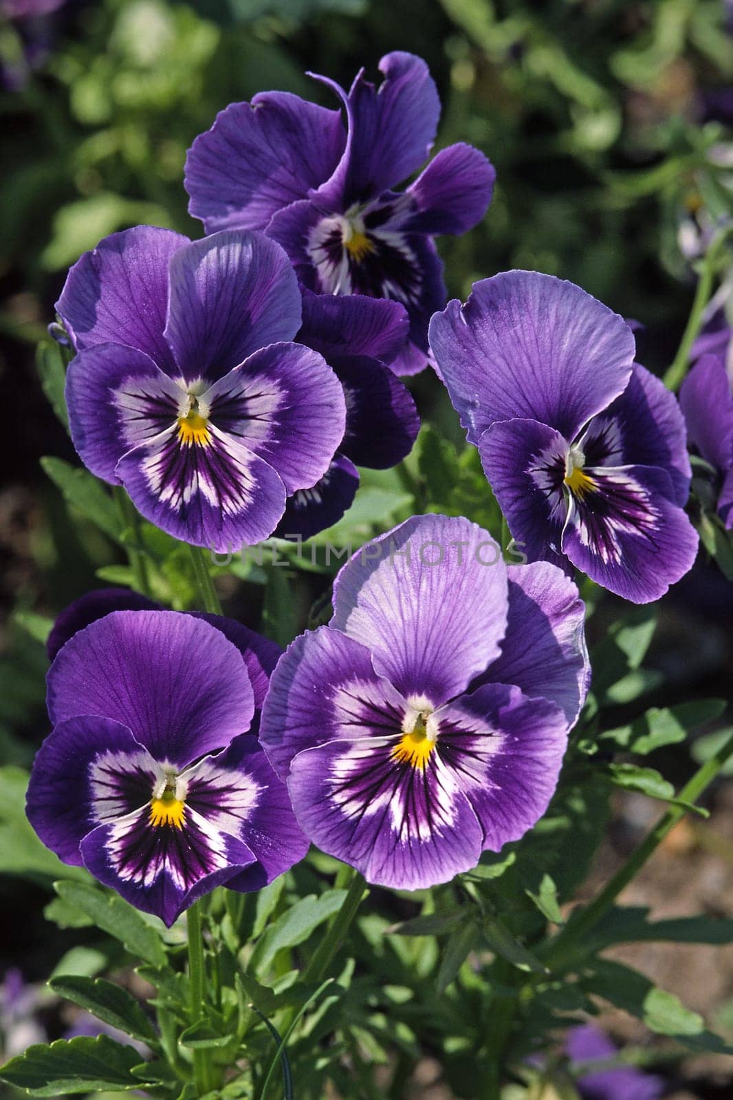 Pansies,variety Fama F1 Love Me
