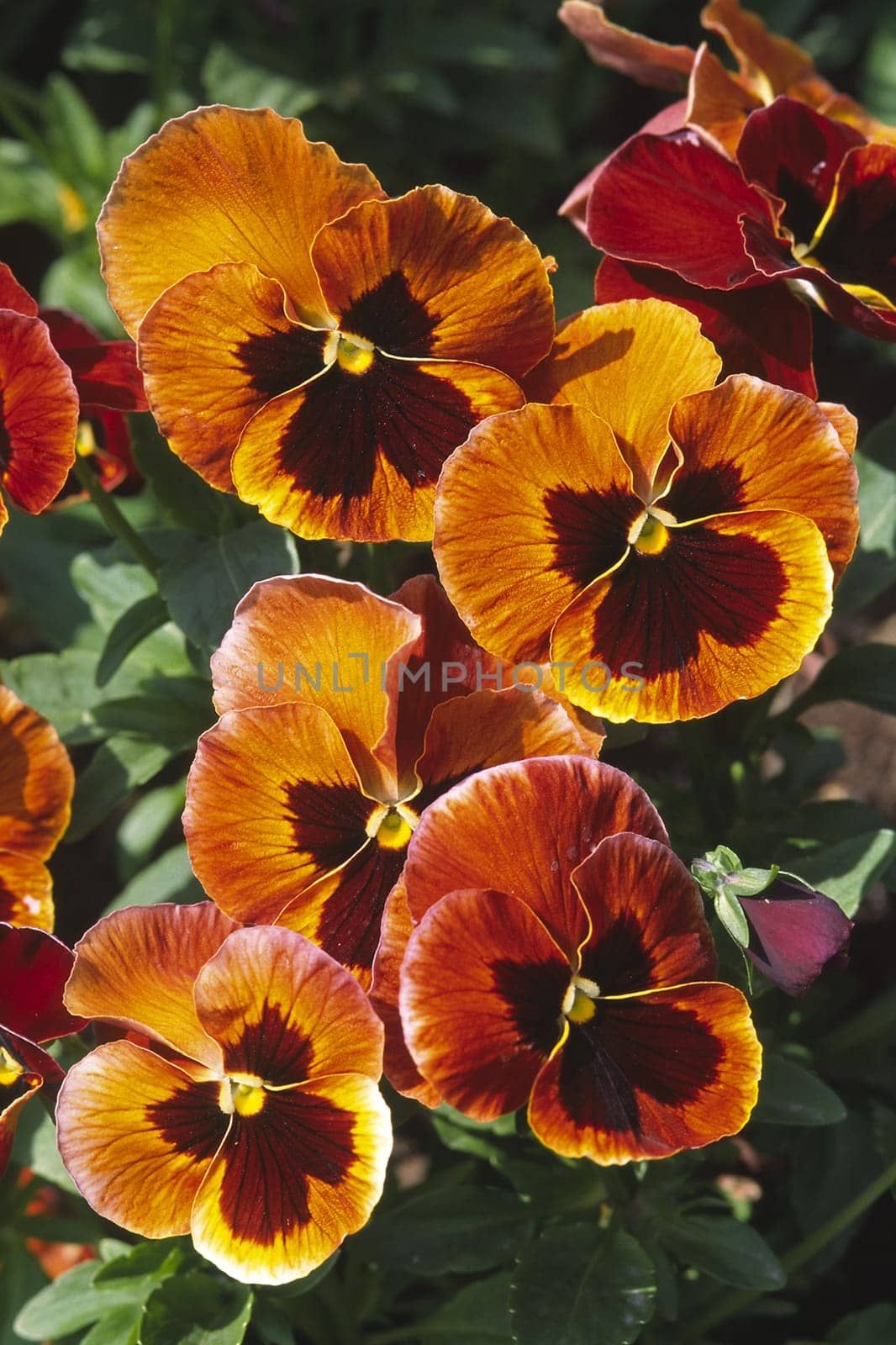Pansies,variety Fama F1
