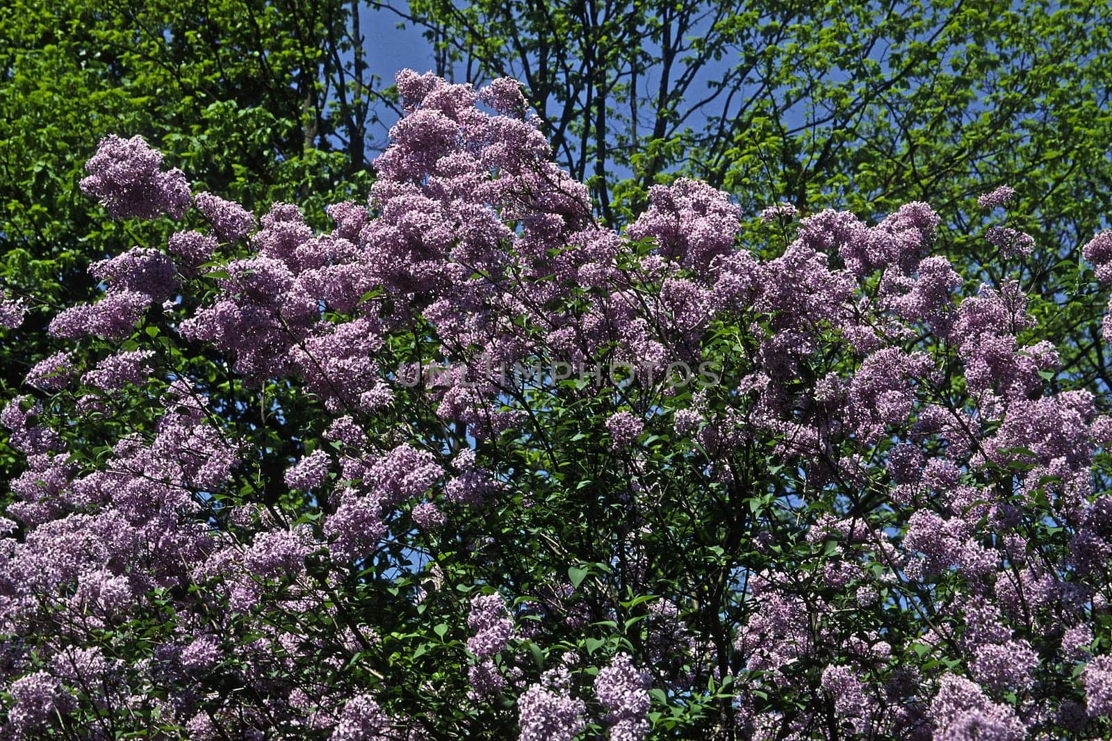 Syringa vulgaris,Lilac,Tree