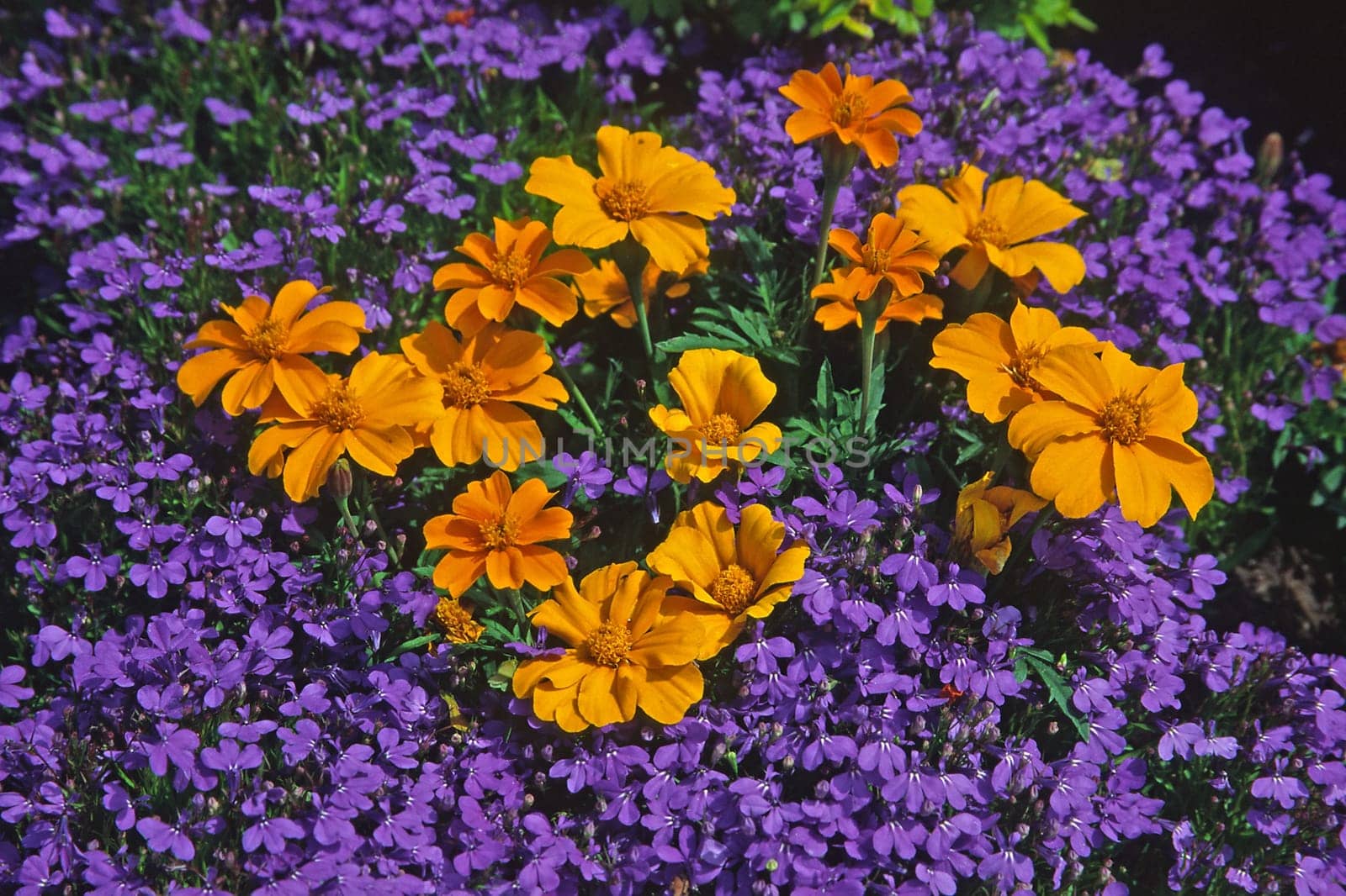 Tagetes,variety Diablo and Lobelia erinus