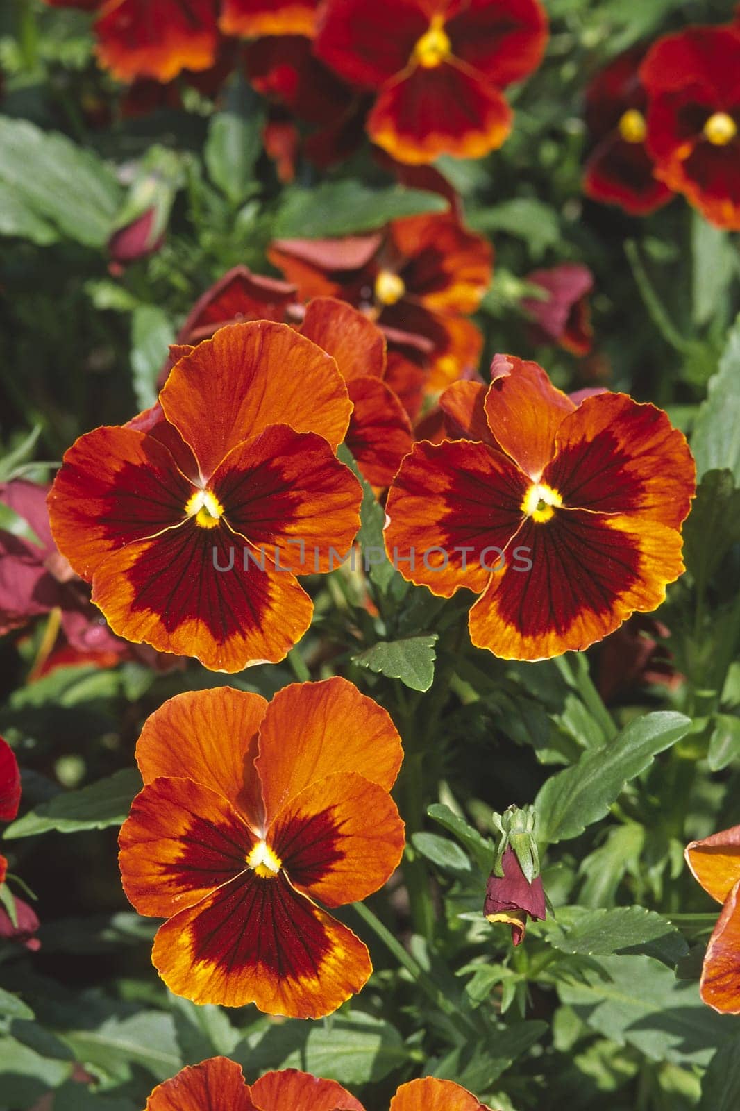 Viola wittrockiana,red pansies