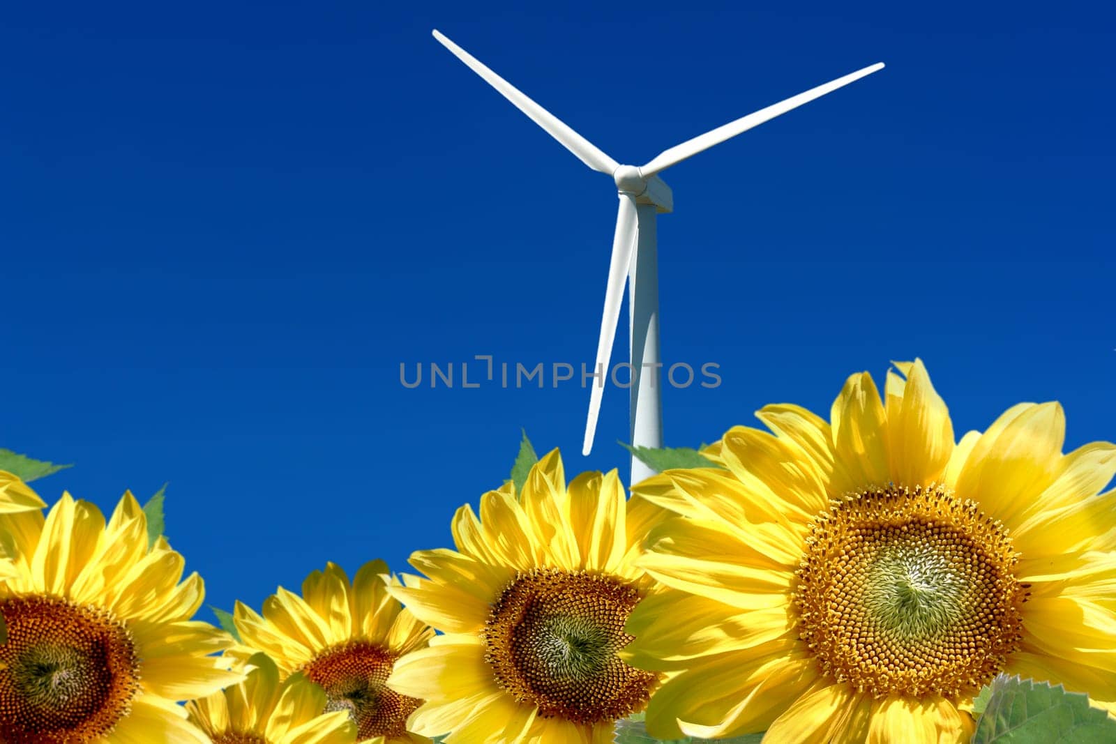 Wind turbine behind sunflower field