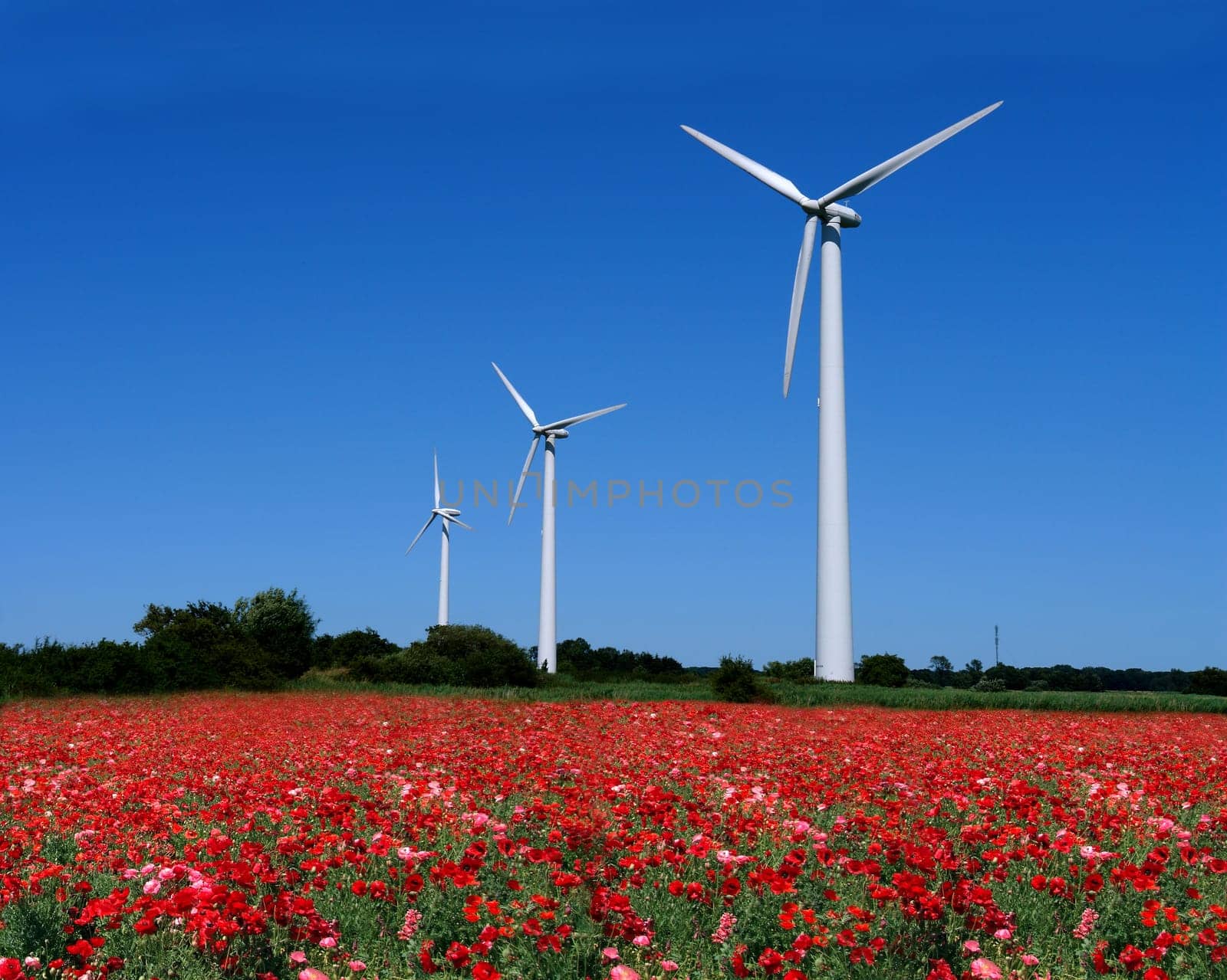 Wind turbines behind the poppy field
