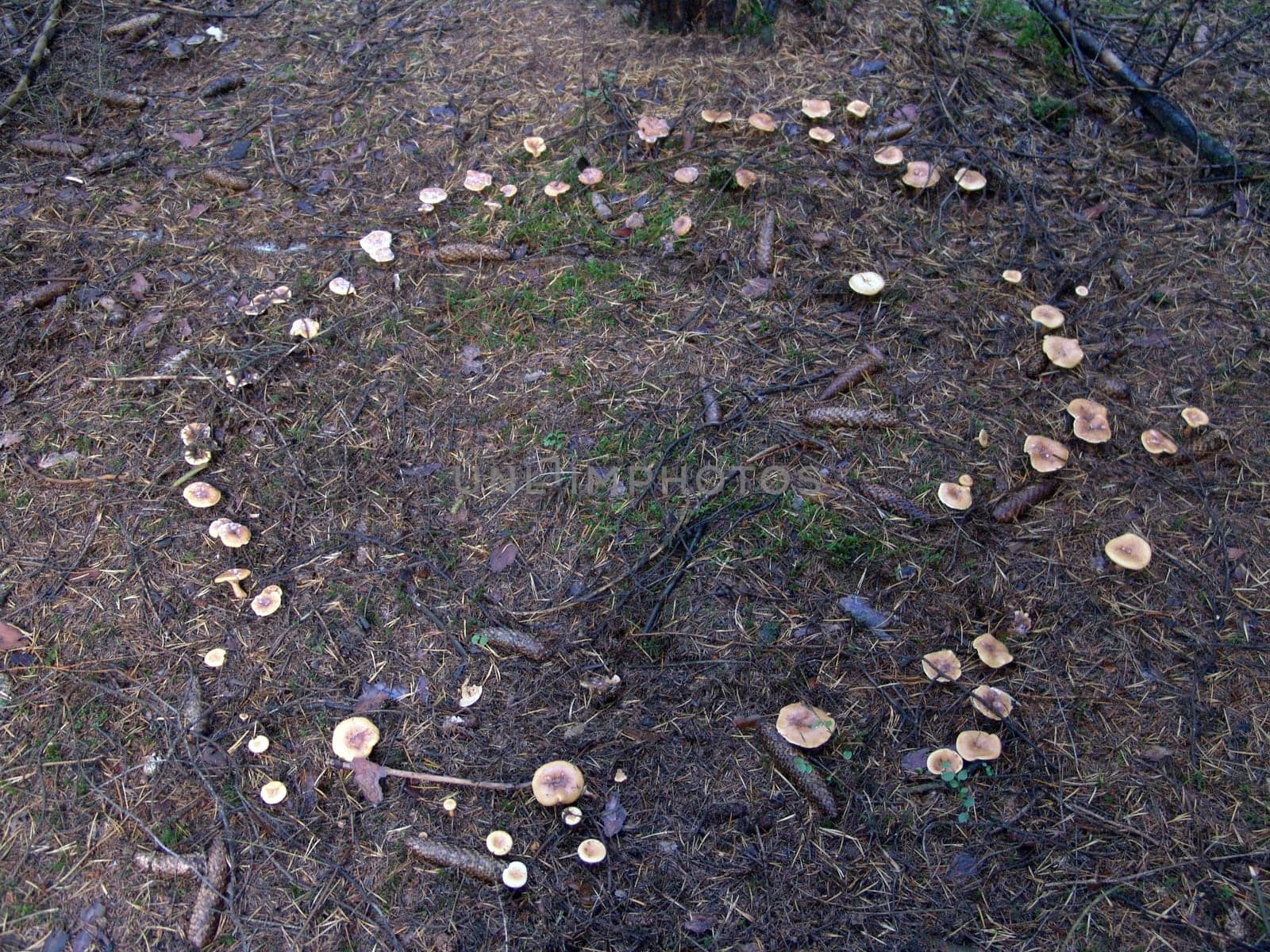 Fairy ring