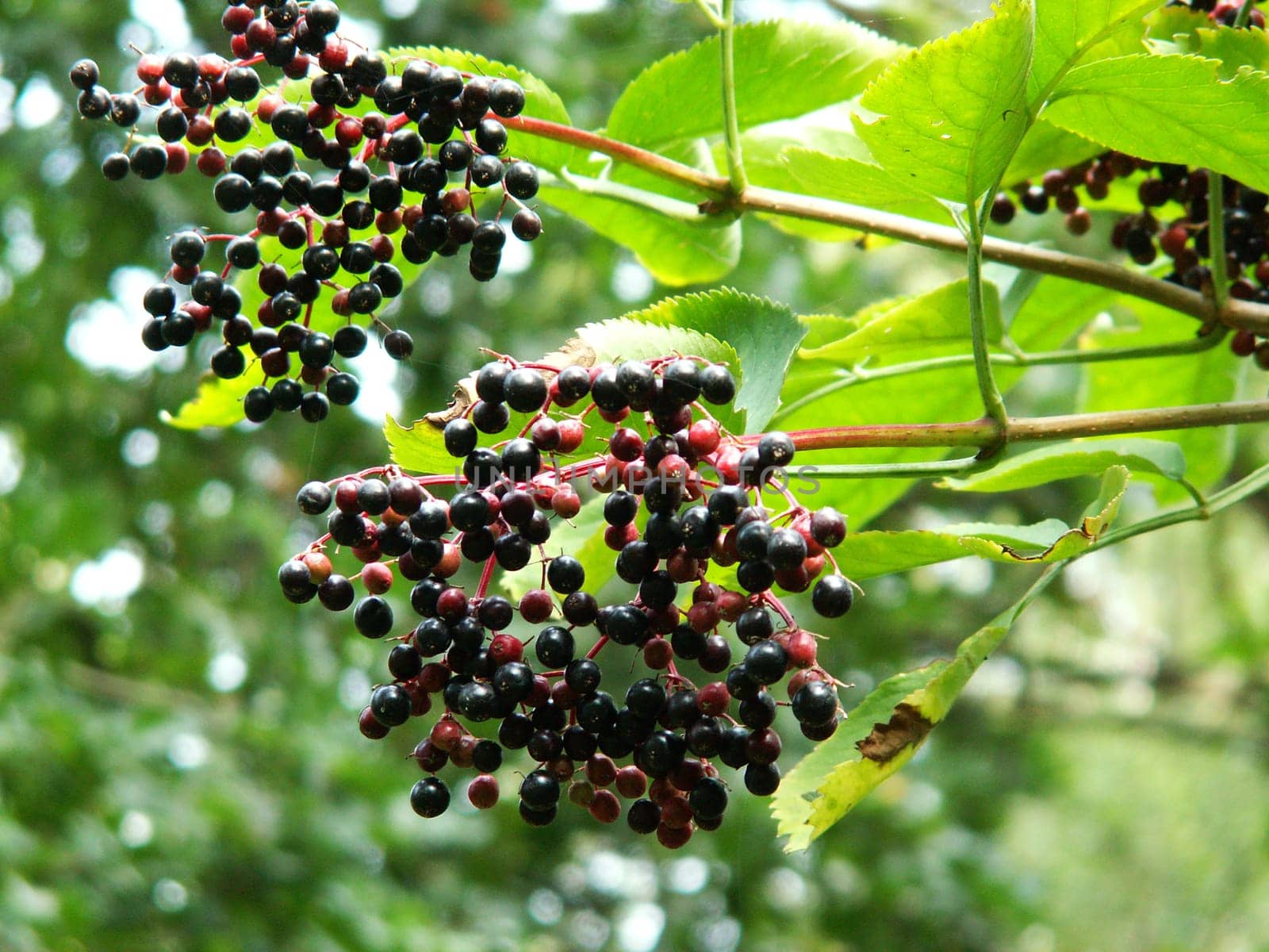 Lilac berries