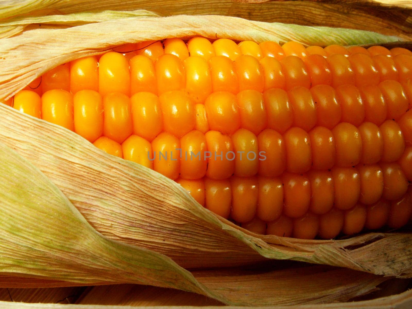 Corncob