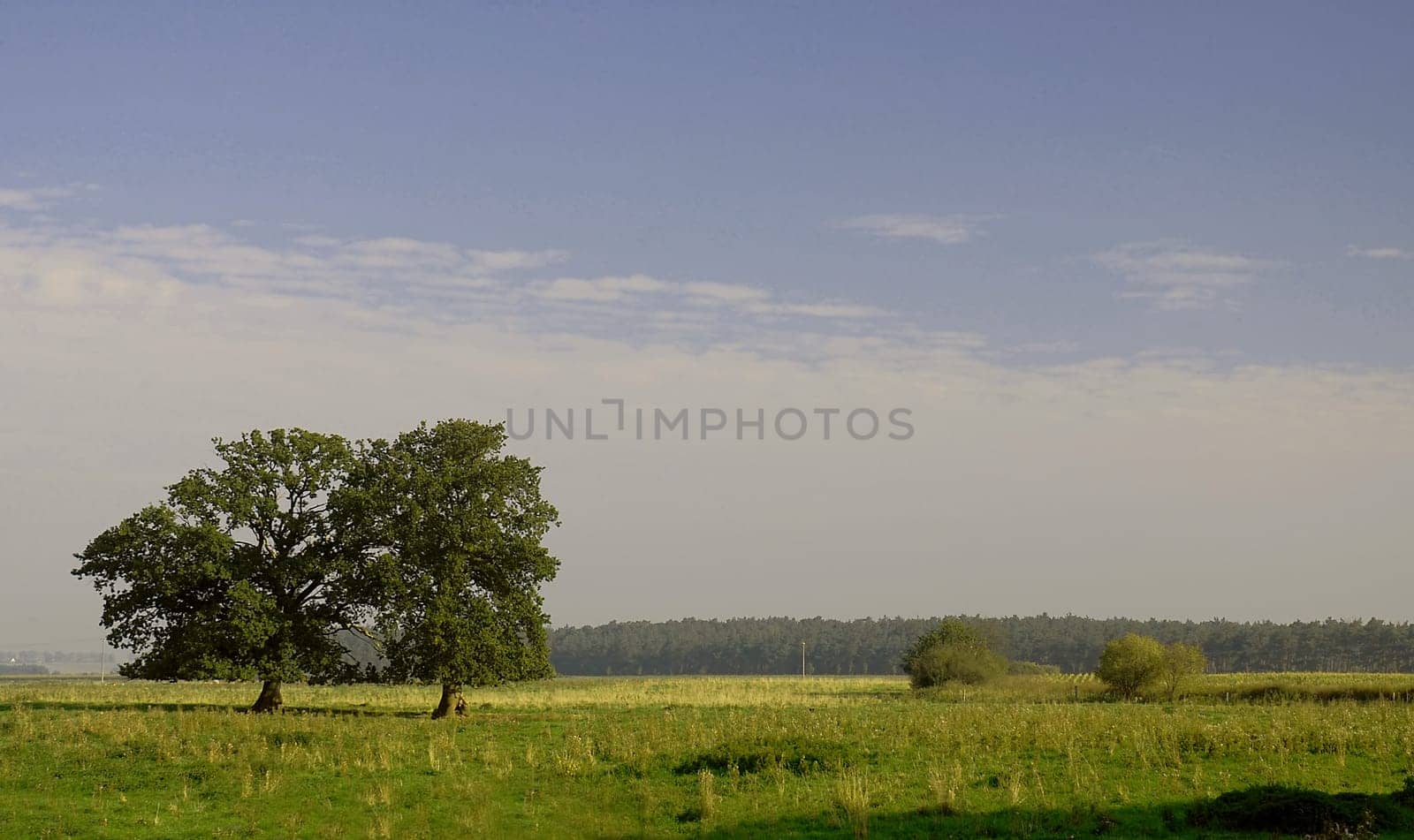In the meadow