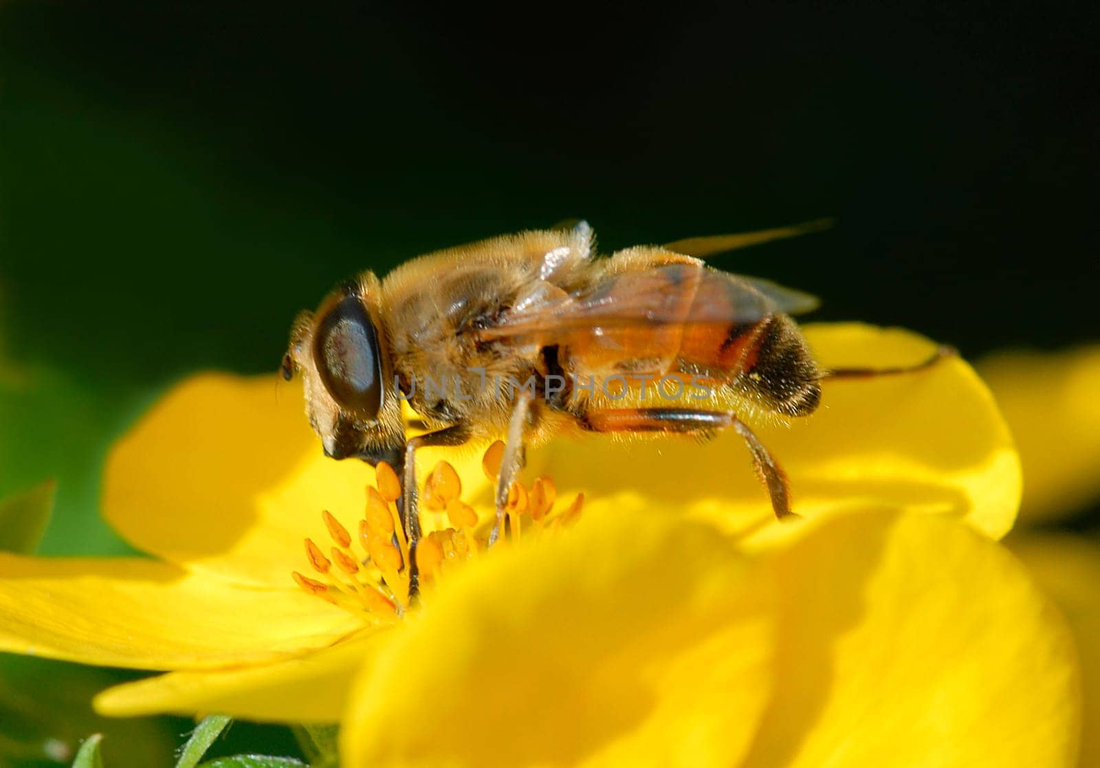 The three pairs of legs of the honey bee are differently specialized: While leg pair 2 are "normal"" walking legs,leg pair 1 has a typical cleaning channel for the antennae. The 3rd pair of legs is modified into a pollen collection apparatus: a"