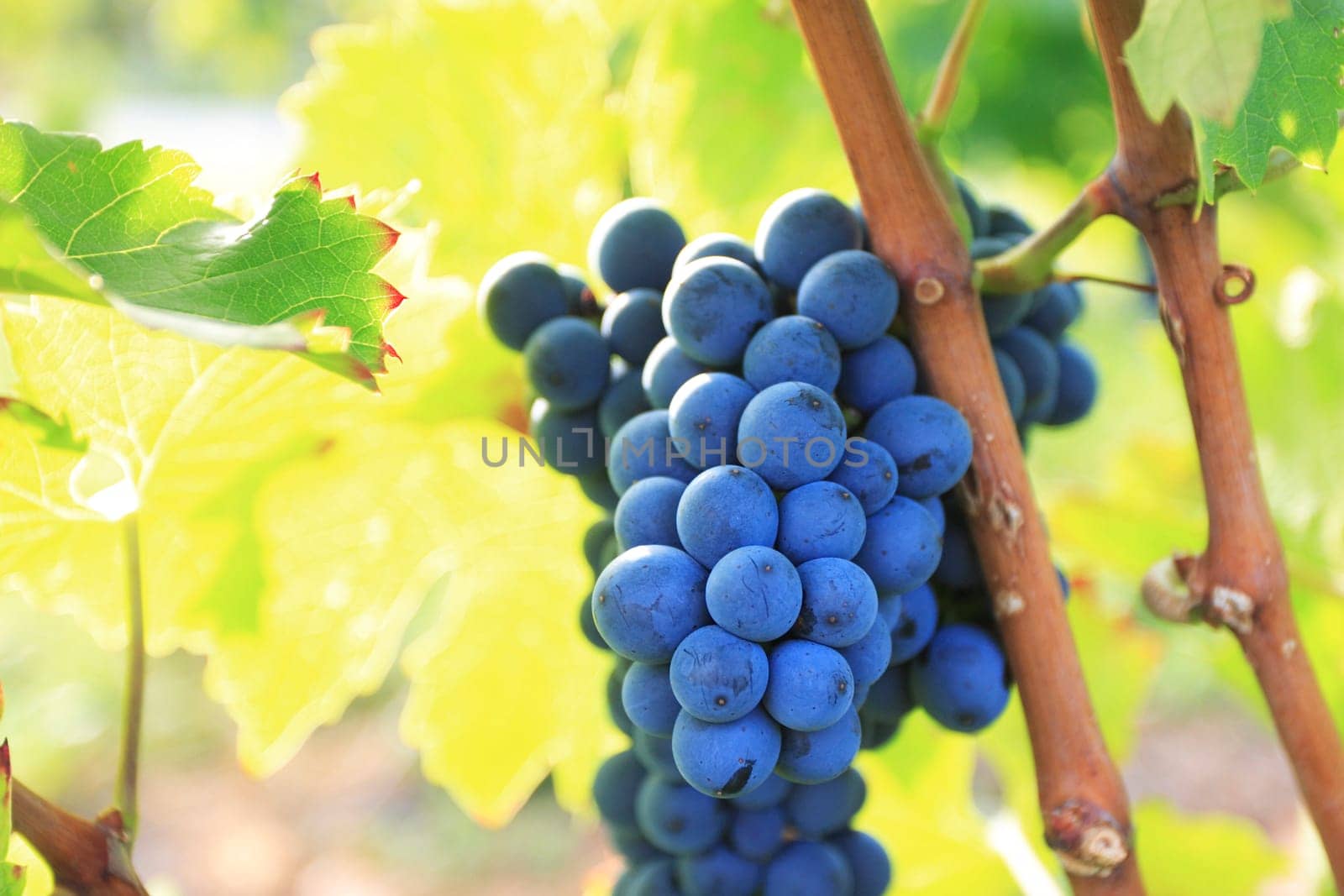 Lviv grape