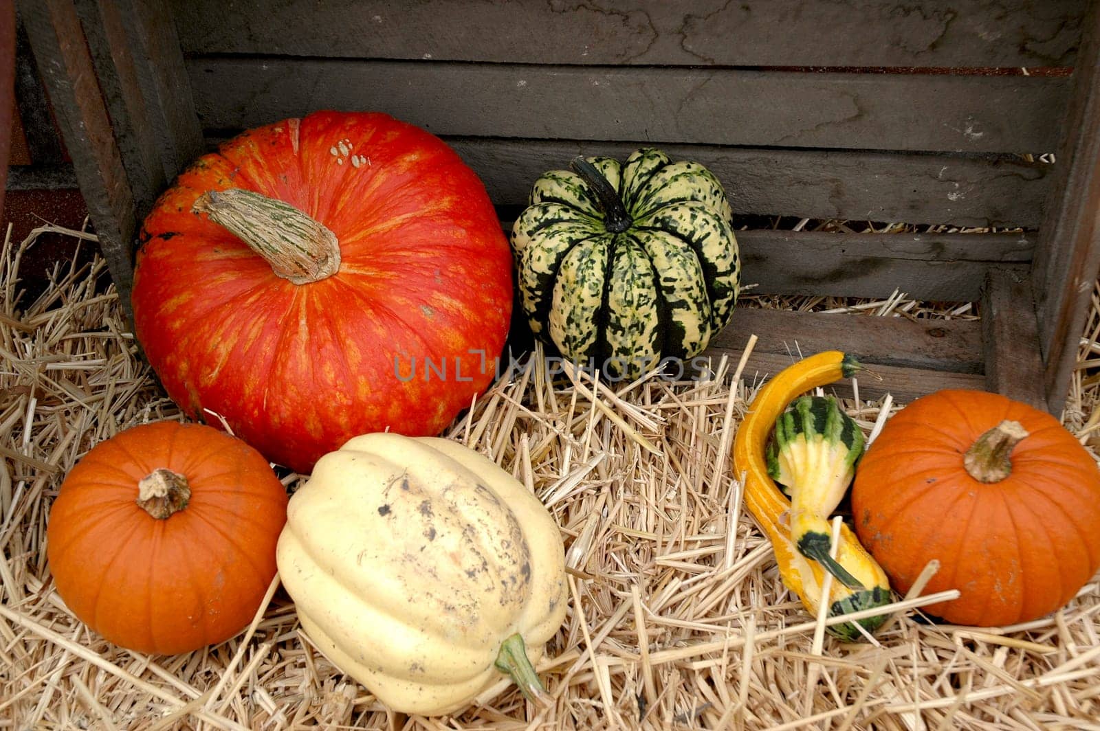 Autumn impression