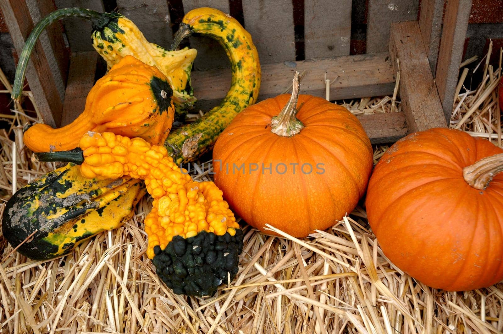 Autumn messenger