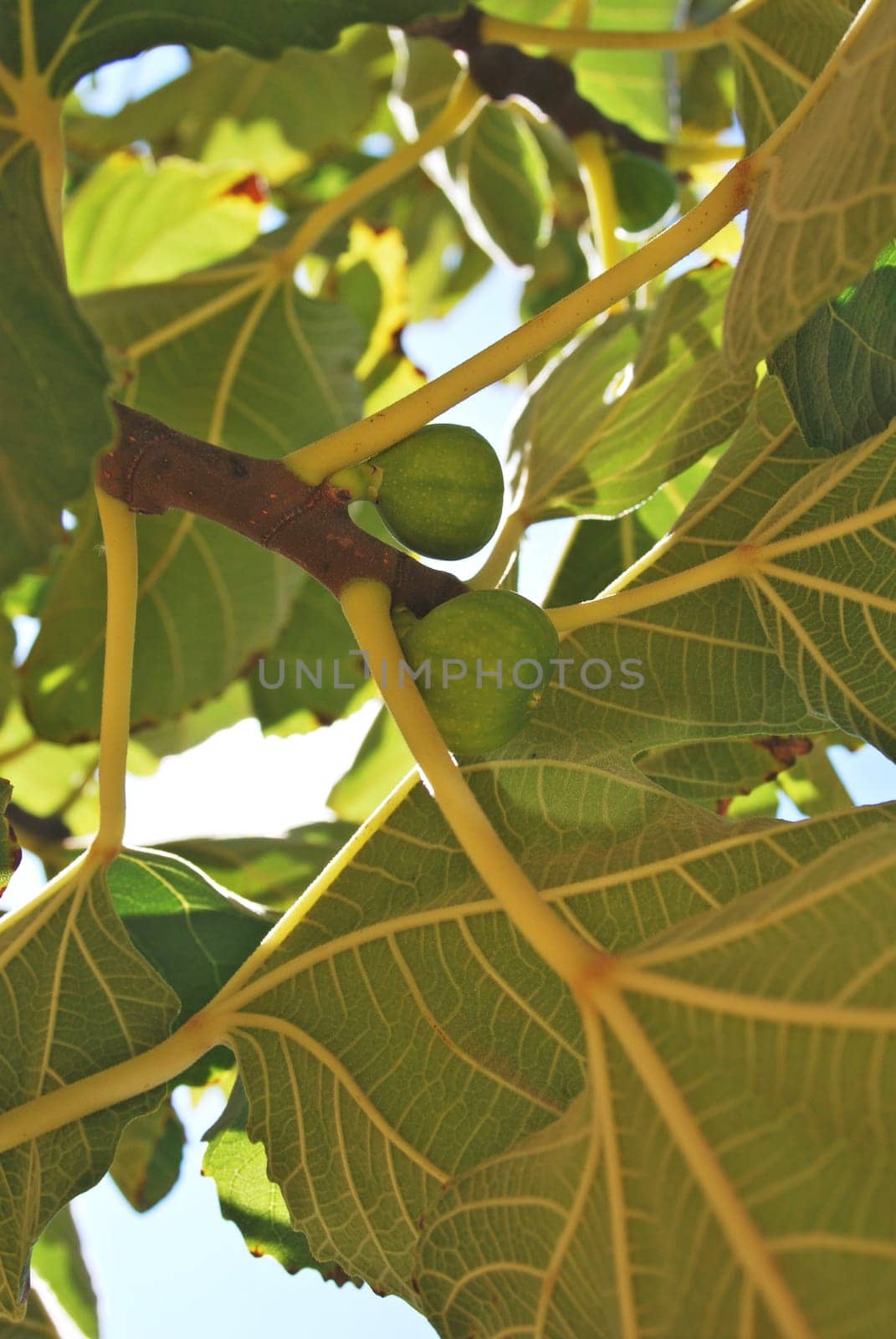 Figs