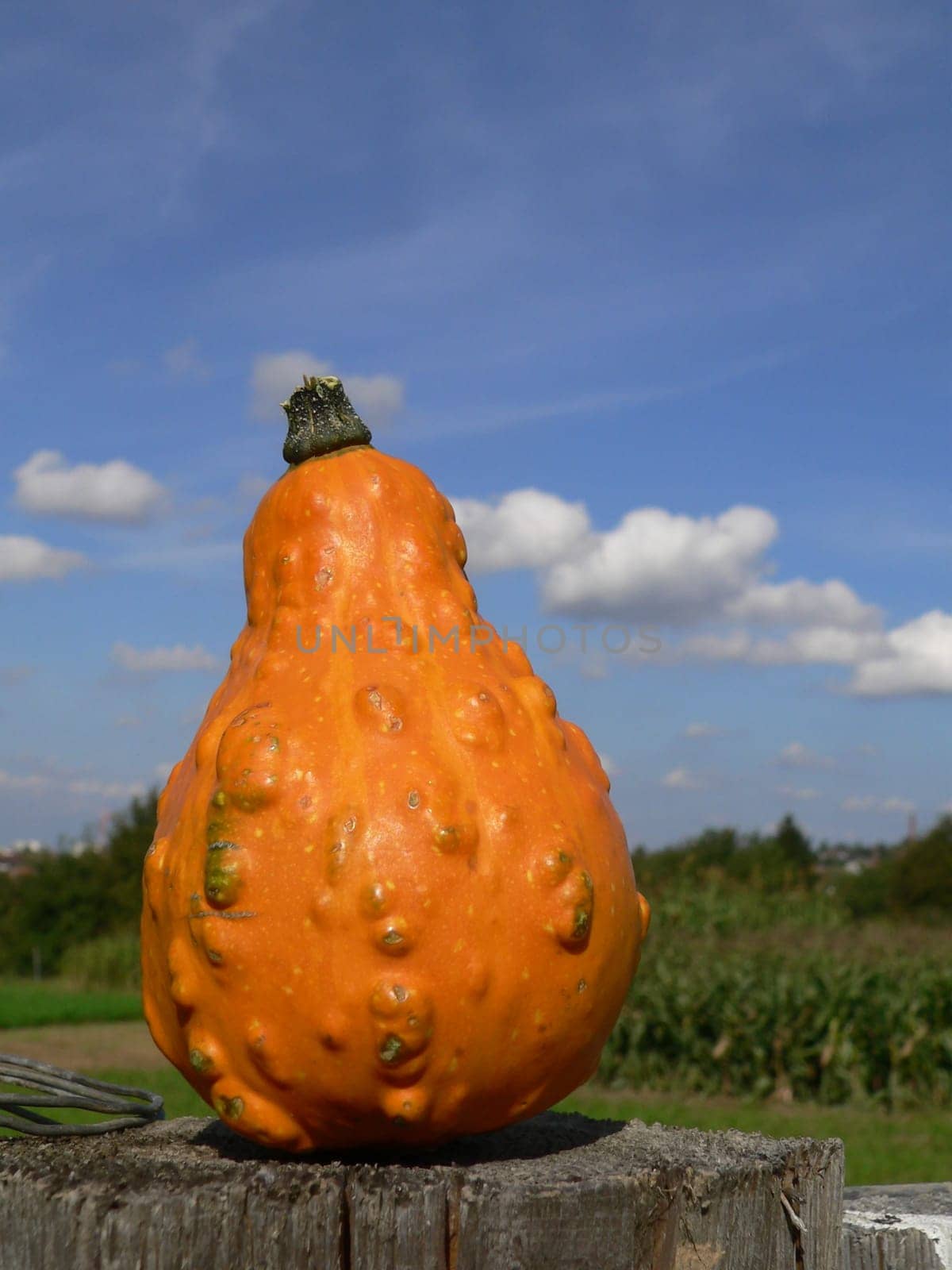 heavenly pumpkin