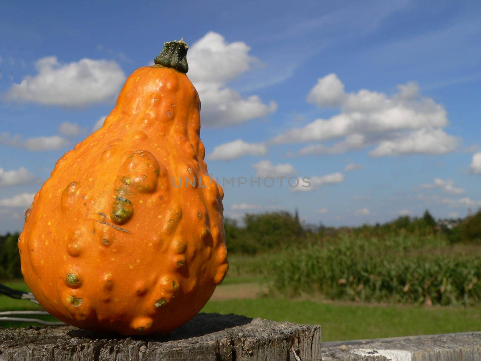 Pumpkin wants to aim high