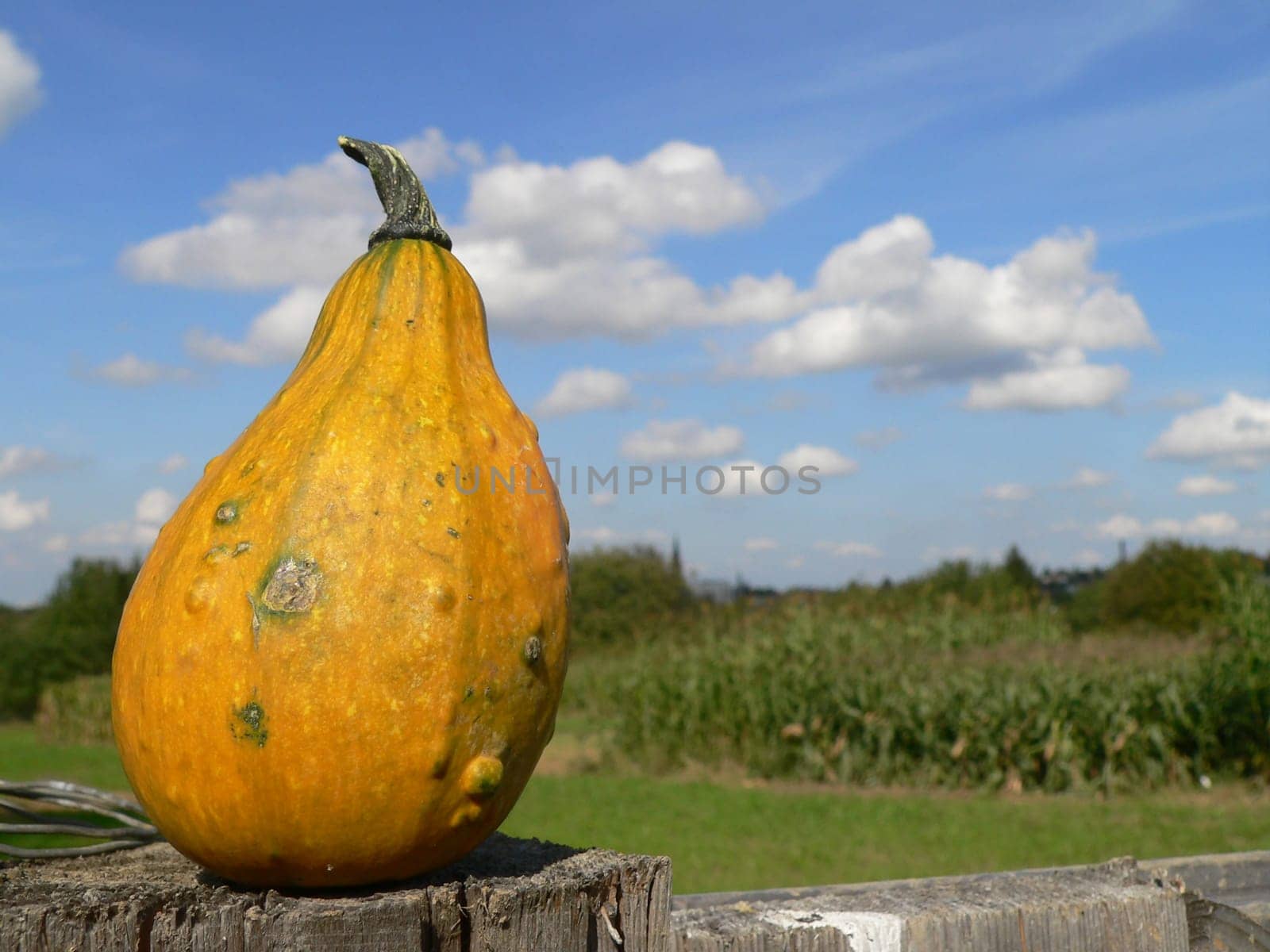 Ornamental pumpkin