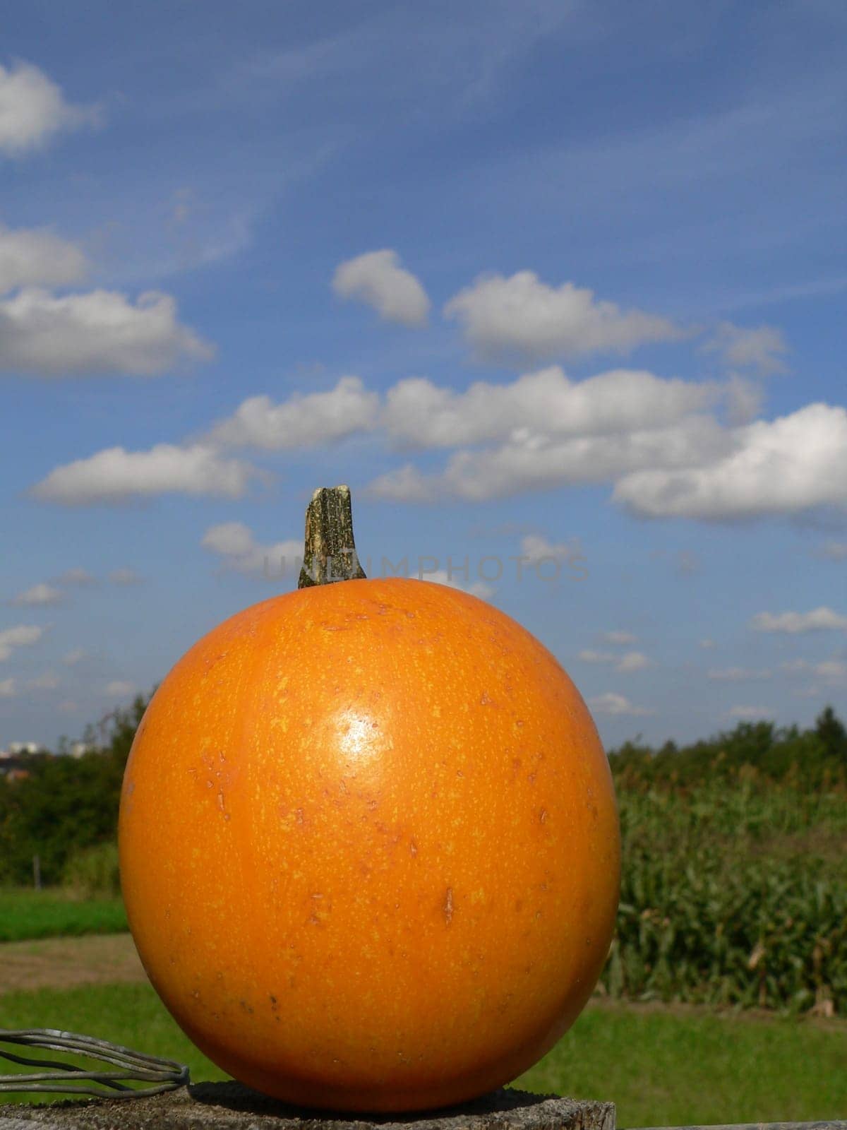 Halloween Pumpkin