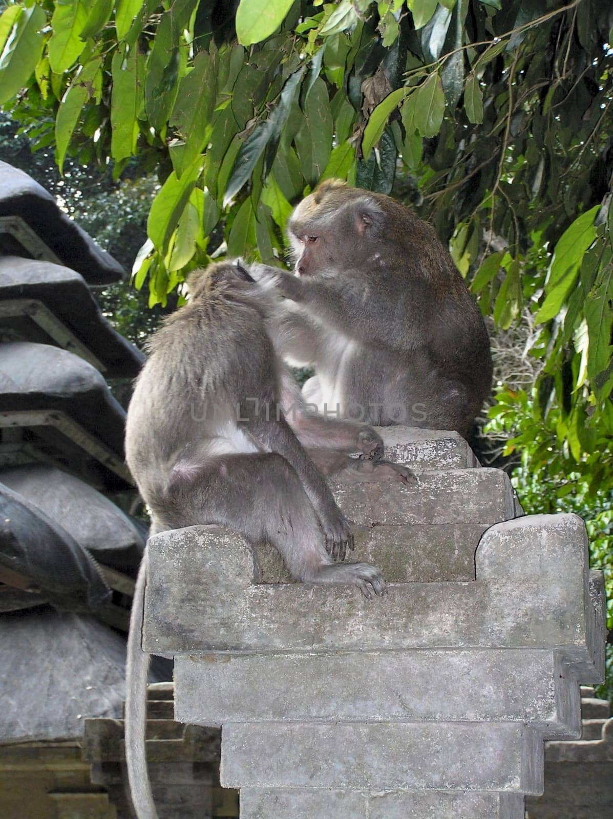 ... I think I'm listening to the monkey... :-)