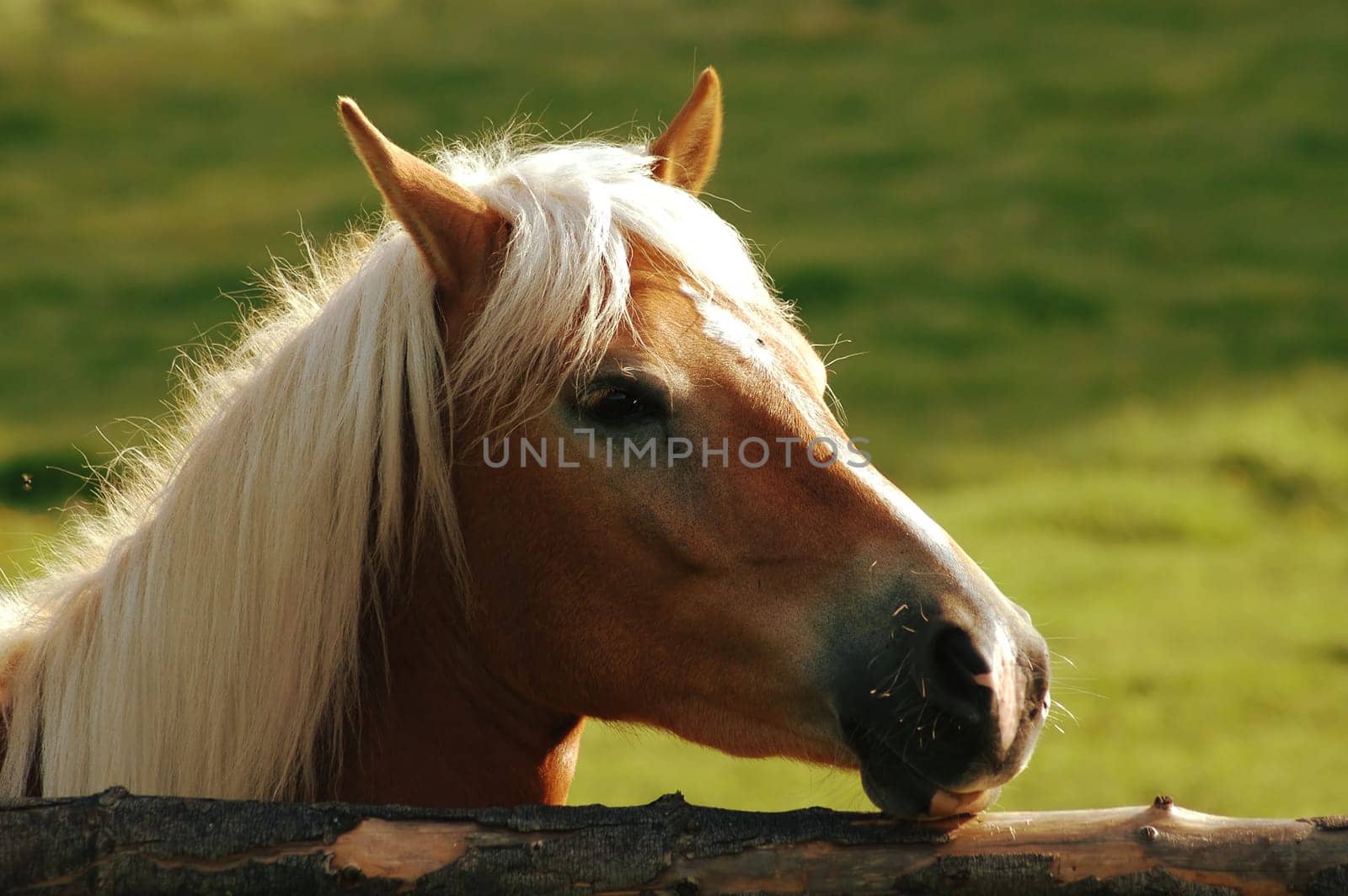 The autumn sun was stronger than I thought! You can see that in the overexposures,but I still found the horse quite photogenic......!
