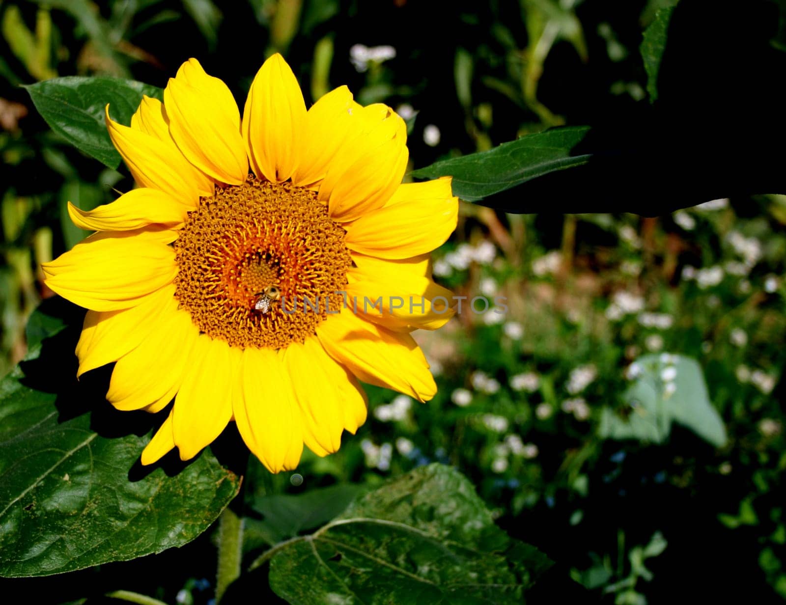 Late bloomer
