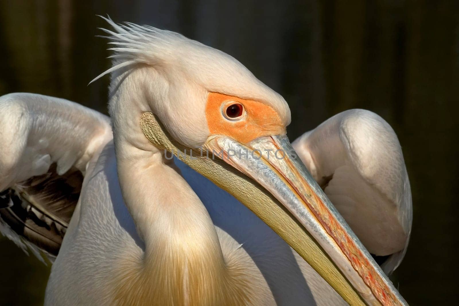 posing pelican