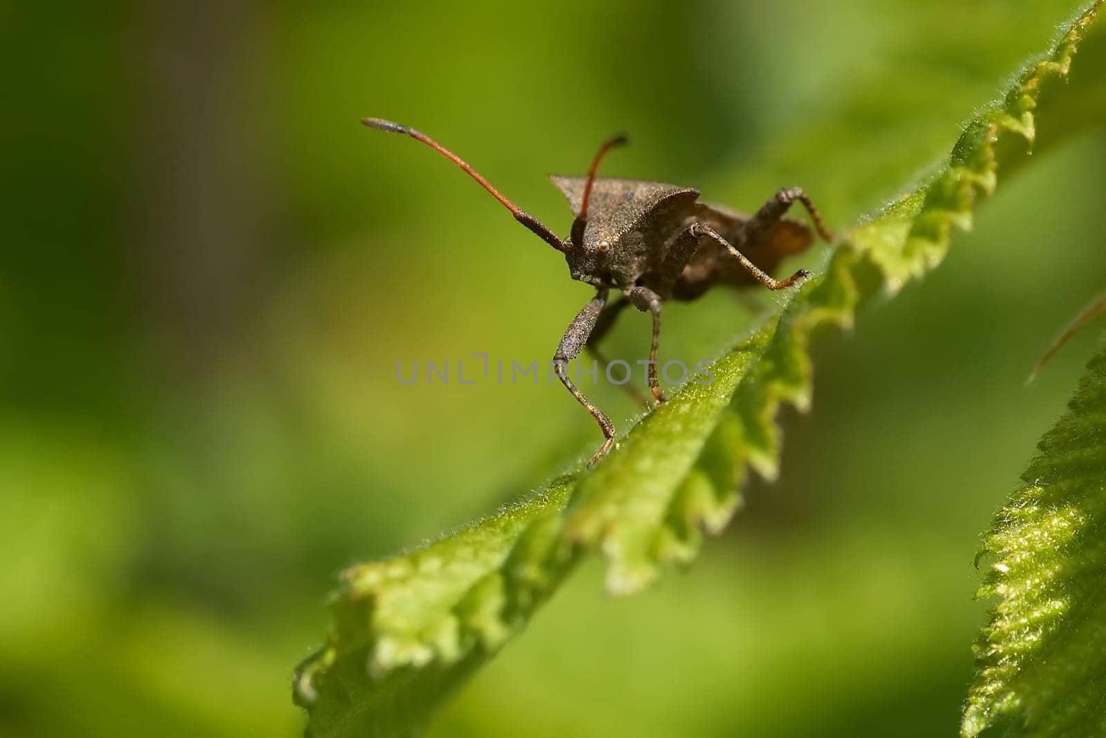 Stink bug