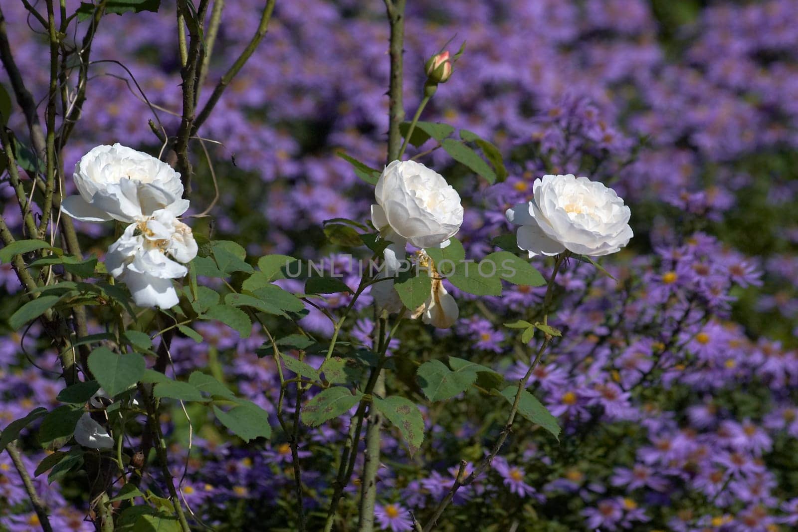 Roses in the bed of asters