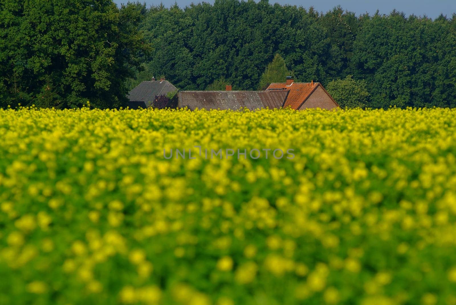 Rapeseed field in autumn