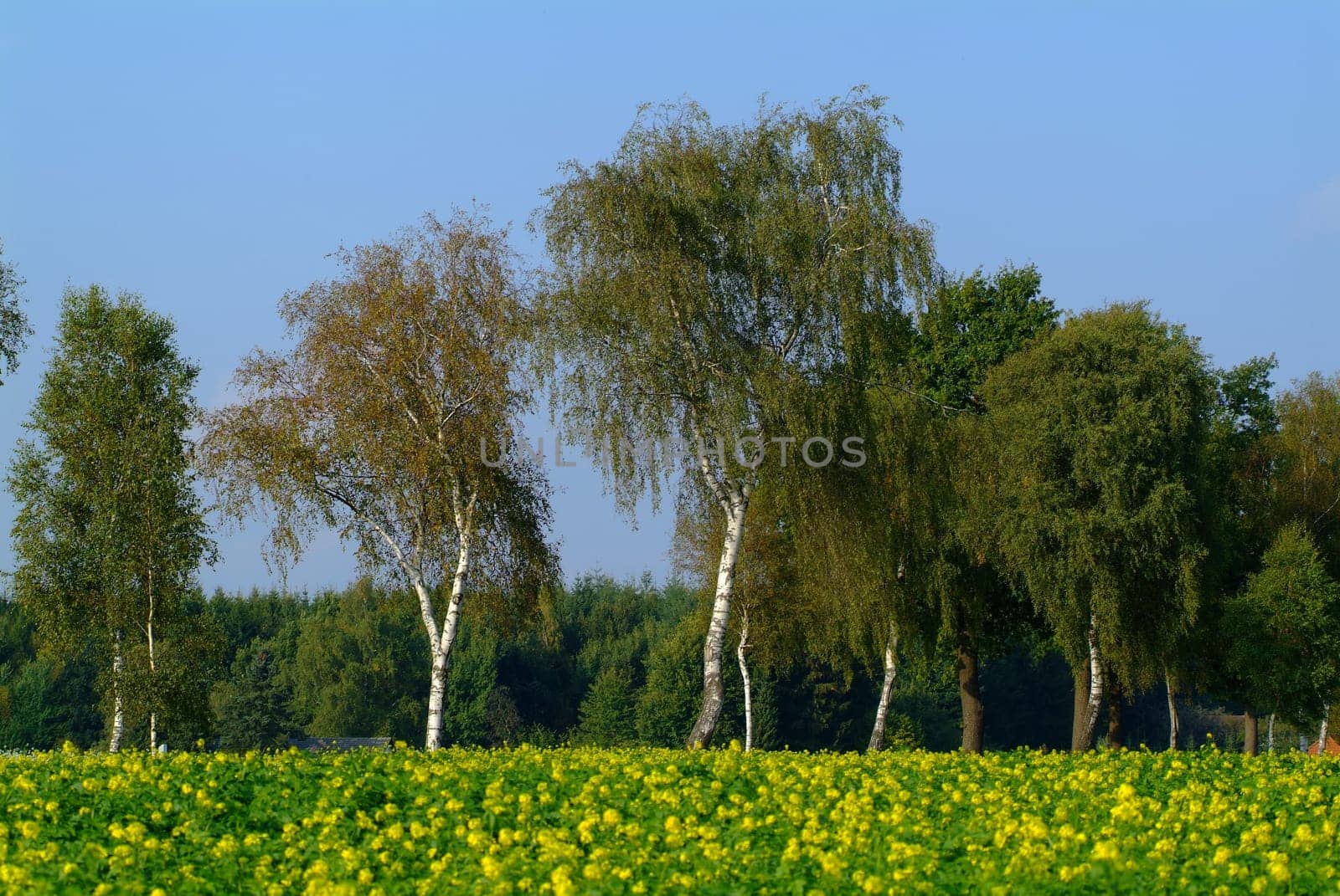 Birches in the rapeseed field