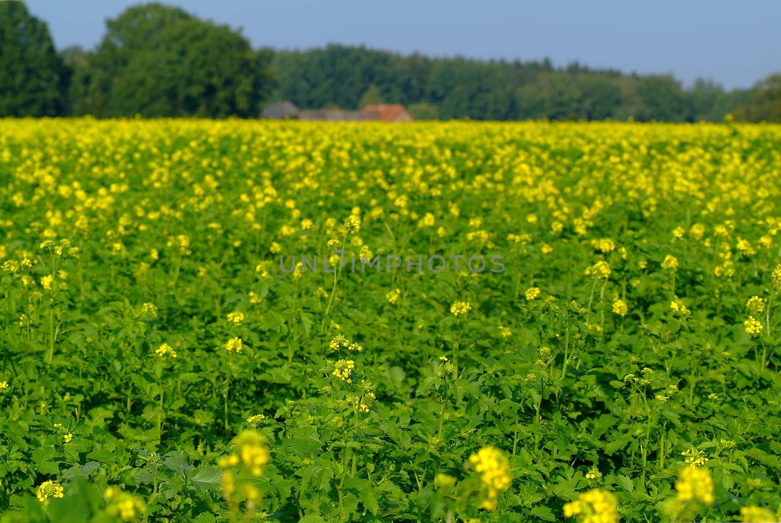 Luminous rapeseed field
