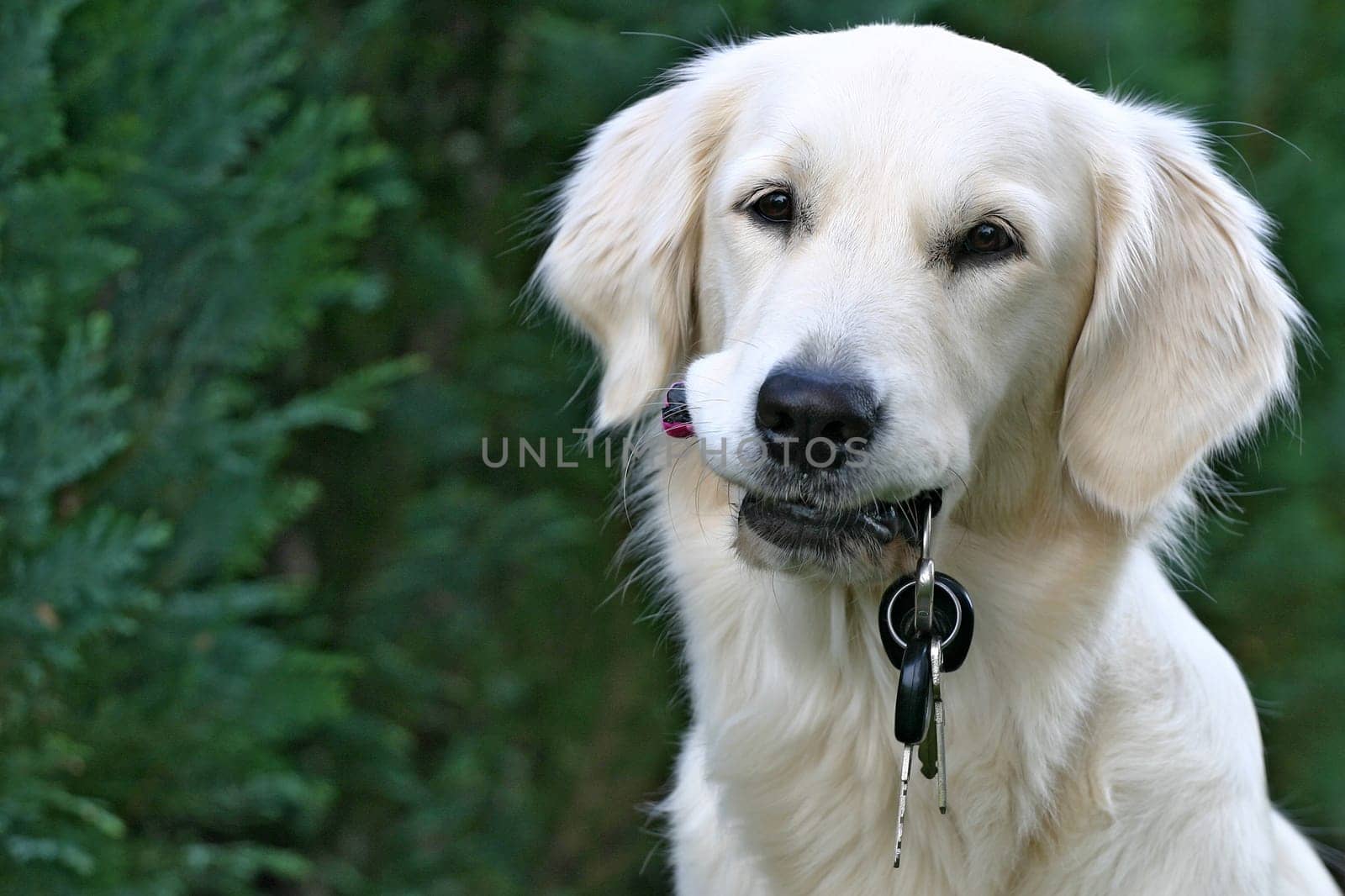 Golden Retriever with keychain