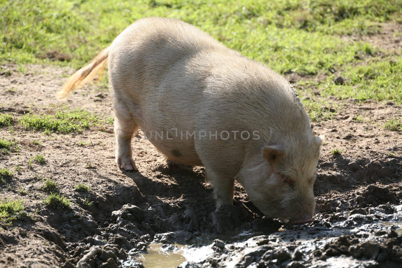 Mini pig at the mud bath