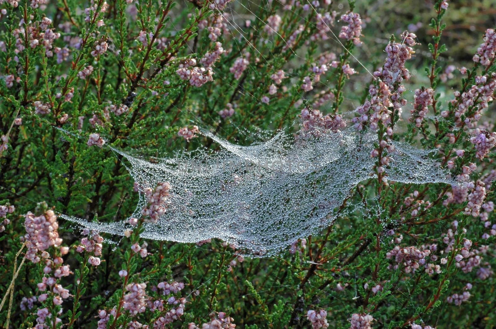 Morning dew
